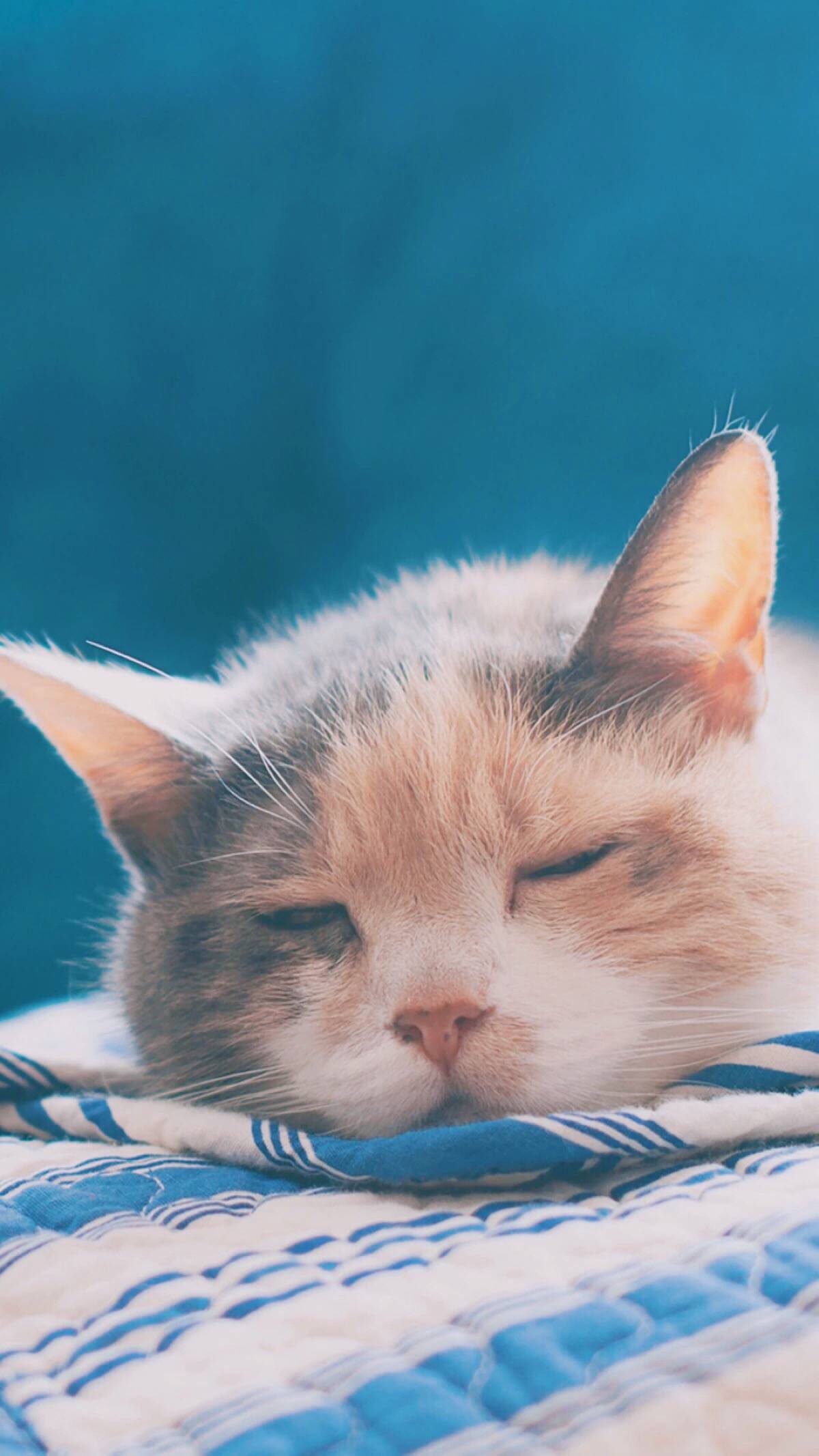 晒太阳的瞌睡猫 - 堆糖，美图壁纸兴趣社区