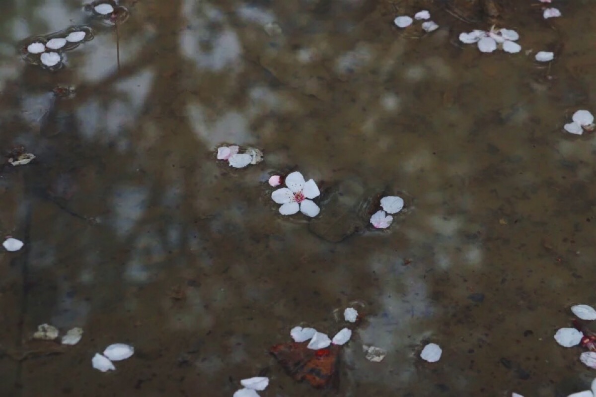 落花