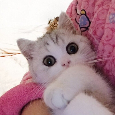 猫咪