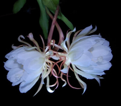 昙花一现