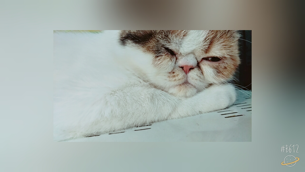 猫咪- 堆糖,美图壁纸兴趣社区