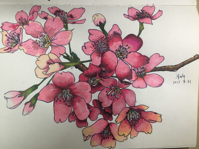 桃花 马克笔画