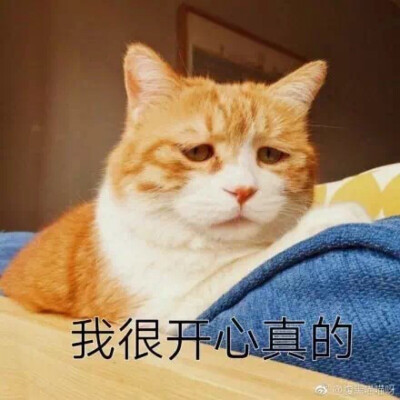 猫咪探头表情包