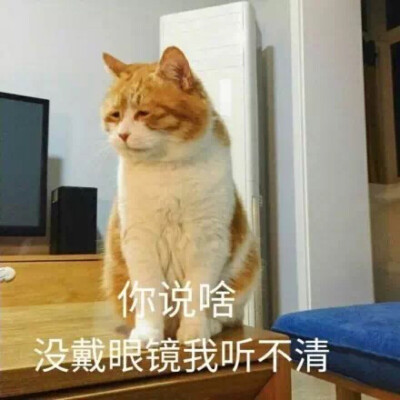 猫咪探头表情包