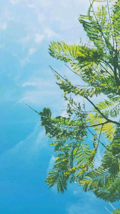 壁纸 小清新