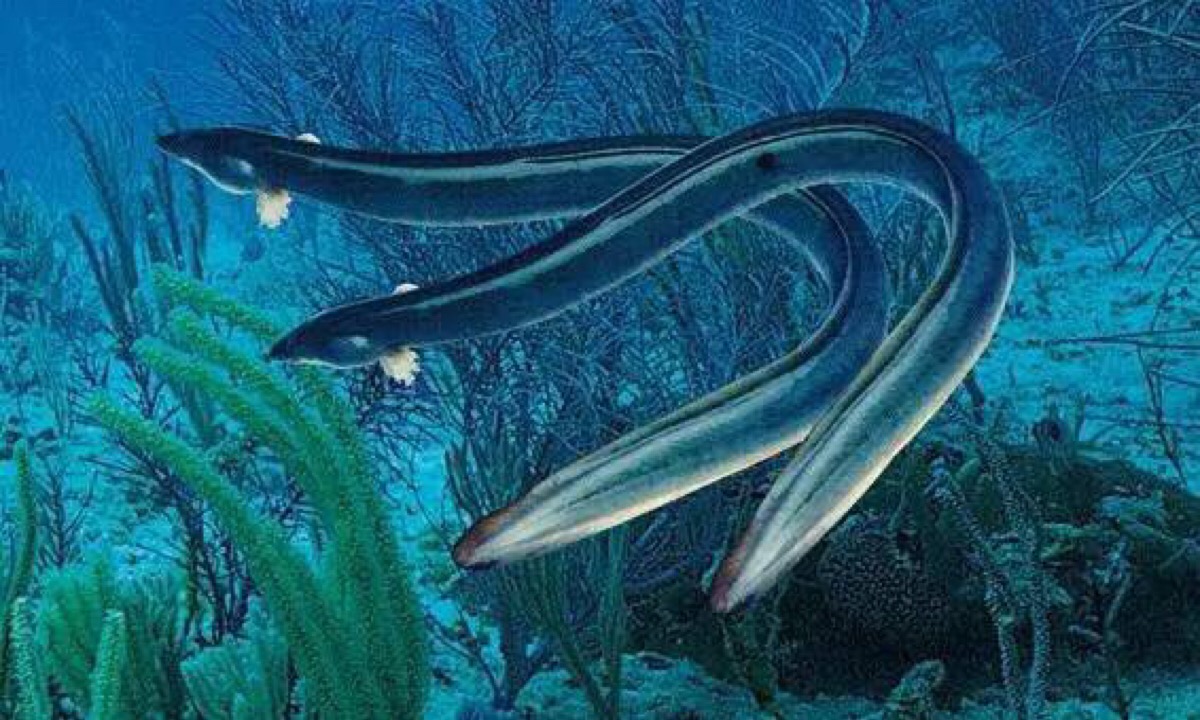 由于它们的头部相对较小,海鳗鱼无法将多骨骼鱼类直接吞入口中.