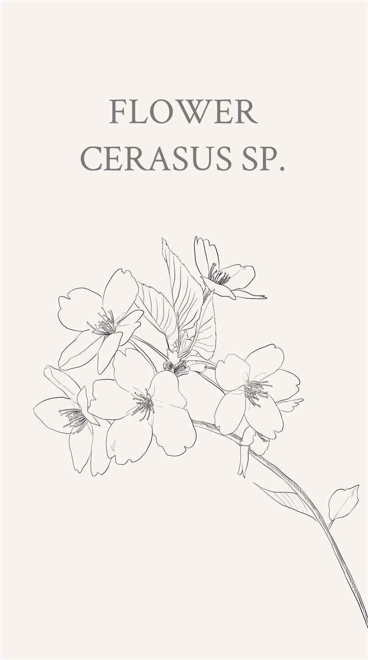 樱花(学名:cerasus sp:是蔷薇科樱属几种植物的统称.