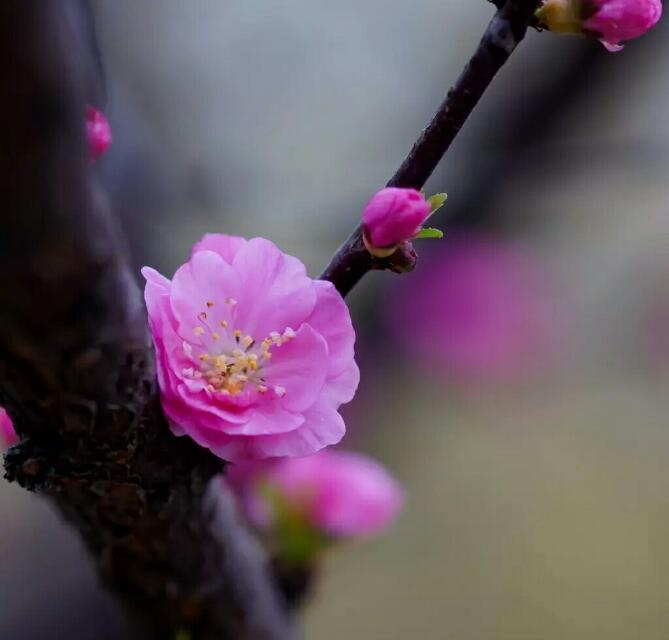 又因其变种枝短花密,满枝缀花,故又名"鸾枝.