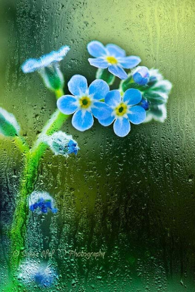 勿忘我 小花