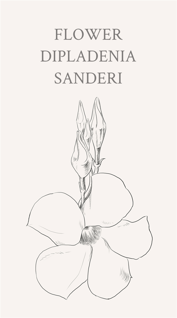 飘香藤(学名:dipladenia sanderi或mandevilla sanderi)是一种新型藤