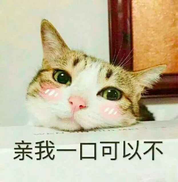 猫表情包