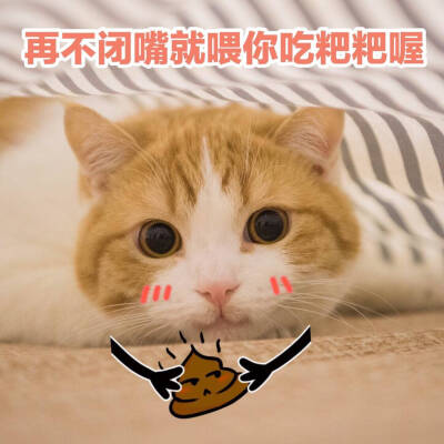 提猫表情包