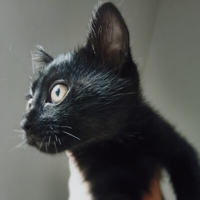 抱黑猫头像
