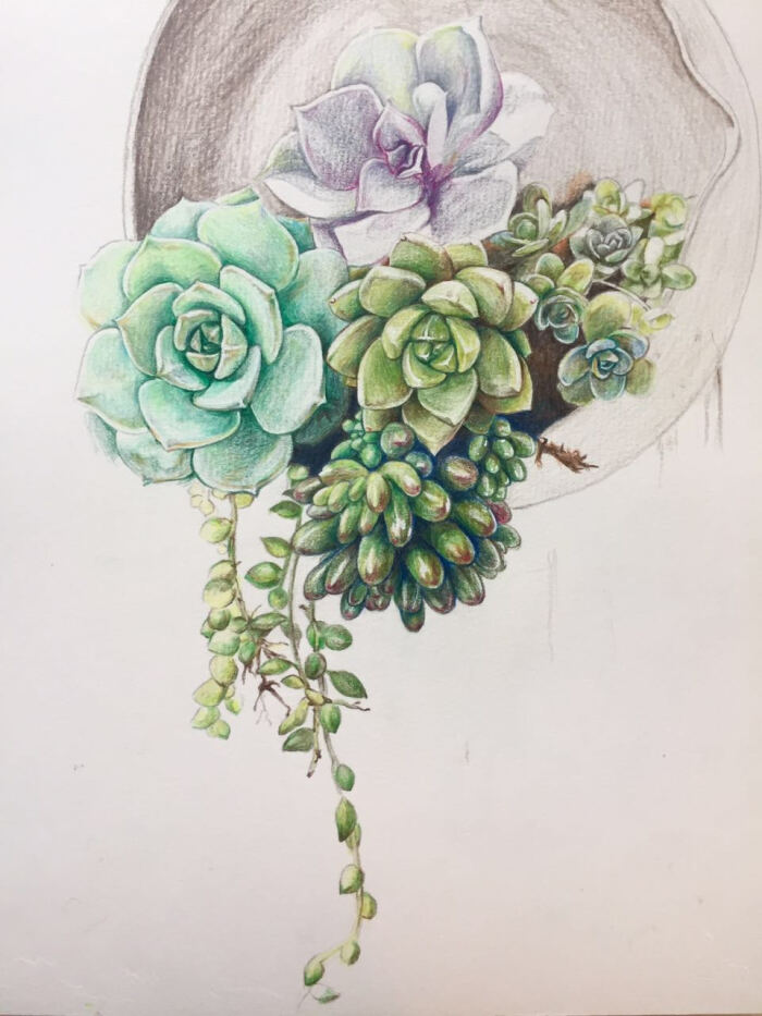 没画过彩铅画,还在摸索中