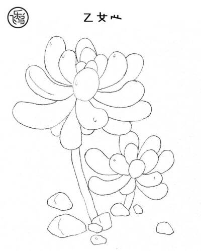 手绘多肉线稿
