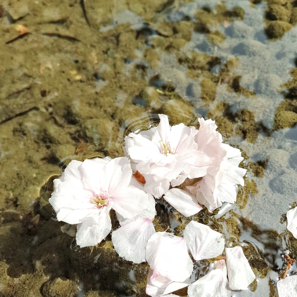 日常手机拍摄~水中的花瓣