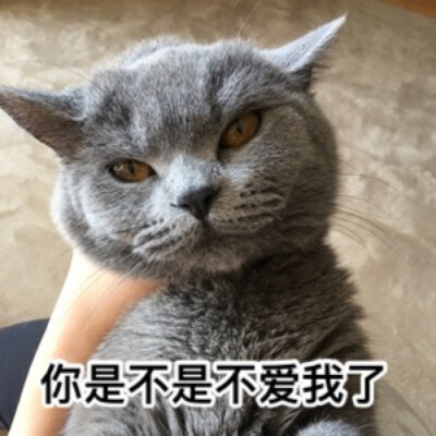 猫咪探头表情包