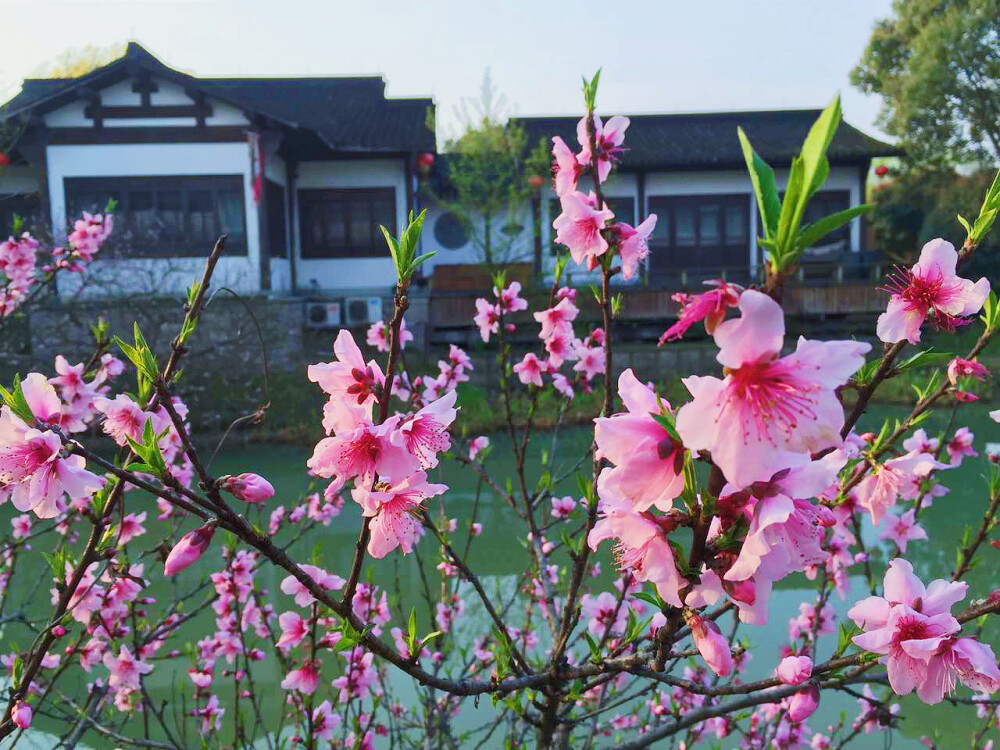 西溪湿地桃花