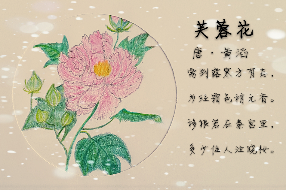 我的彩铅画 芙蓉花(十月芙蓉正上妆)