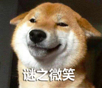 柴犬谜之微笑