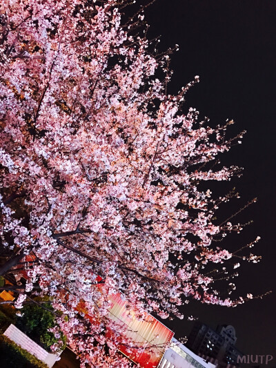 樱花 夜晚