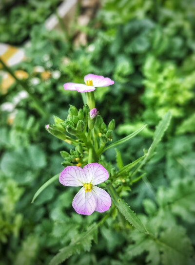 胡萝卜花