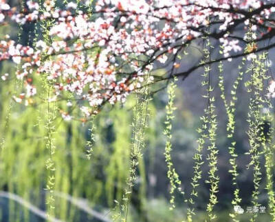 红入桃花嫩,青归柳叶新.