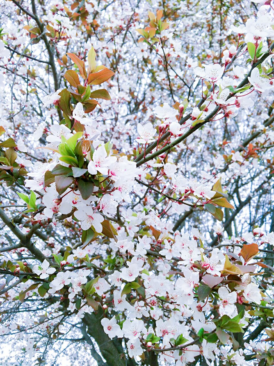 不知道是樱花还是梨花