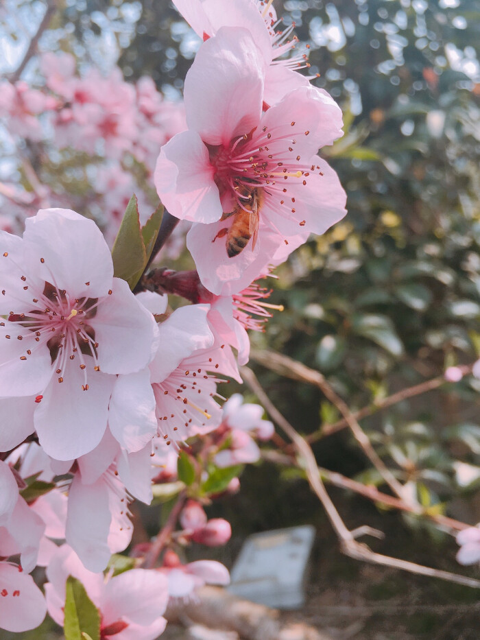 桃花- 堆糖,美图壁纸兴趣社区