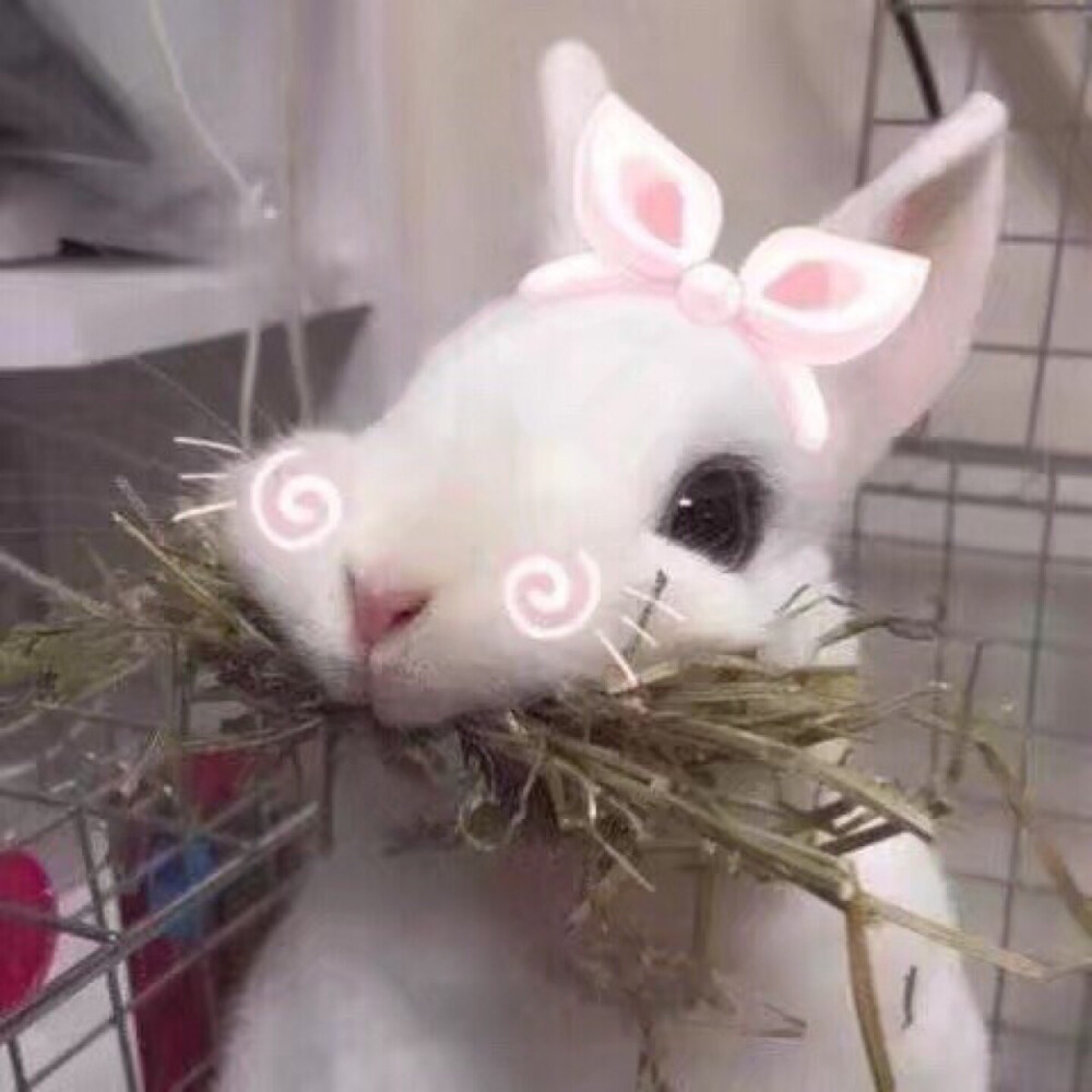 萌萌的兔子 可爱头像 女生头像