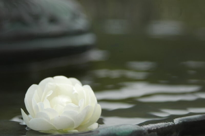 落花有意流水无情