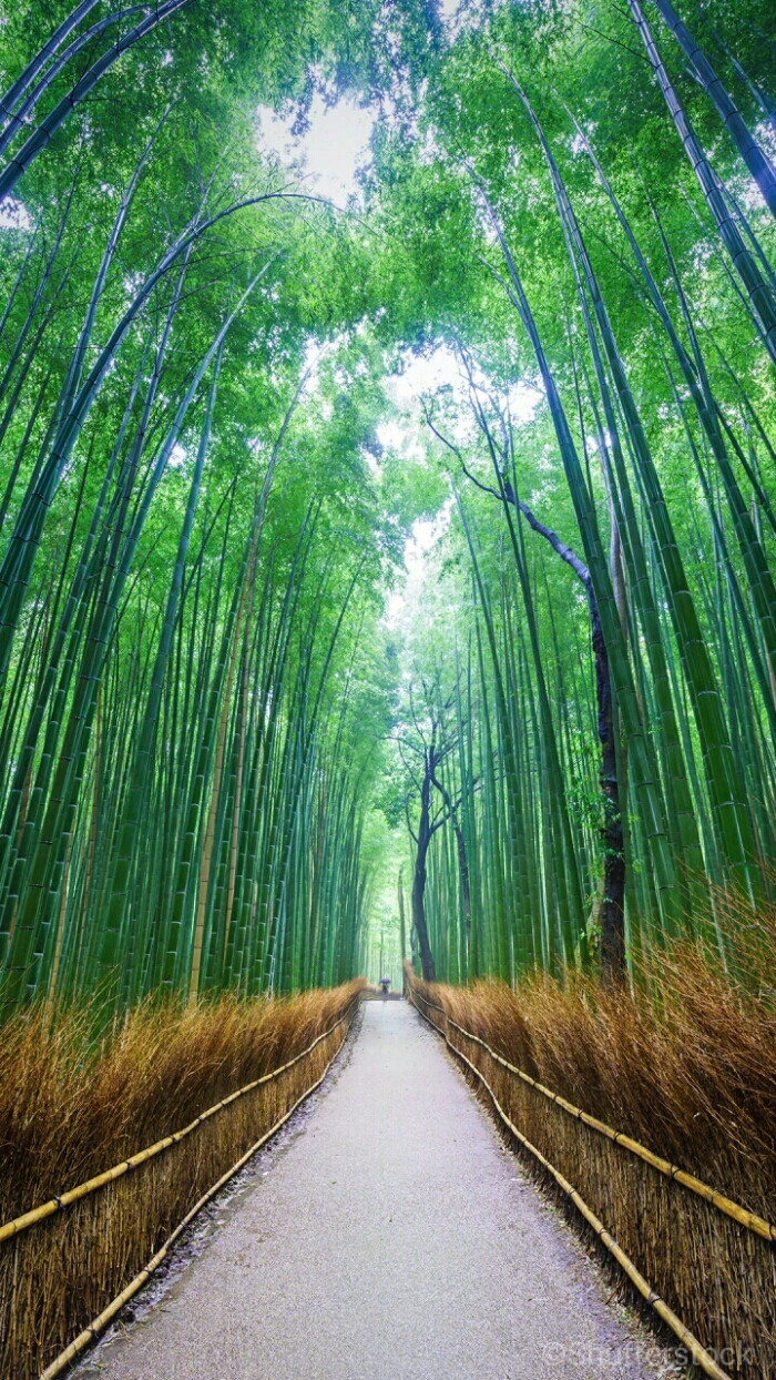 绝美林荫大道嵯峨野竹林位于日本京都的国家指定古迹岚山 驻足在竹林中 你可以听到风吹过竹叶发出的天籁之音 这一声音也被评为日本100种最值得保留的声音之一 堆糖 美图壁纸兴趣社区