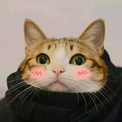 猫咪