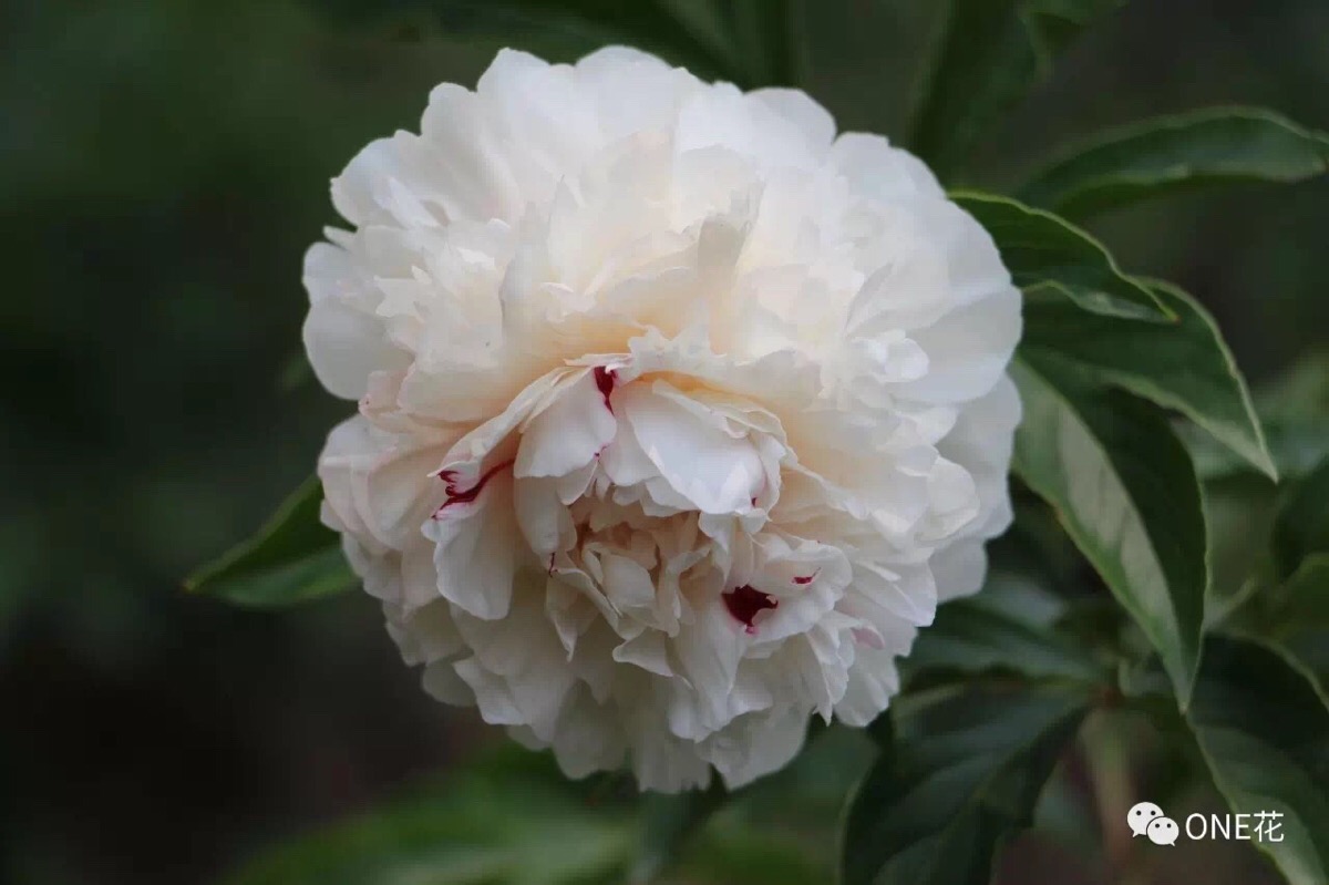 芍药'雪原红花'