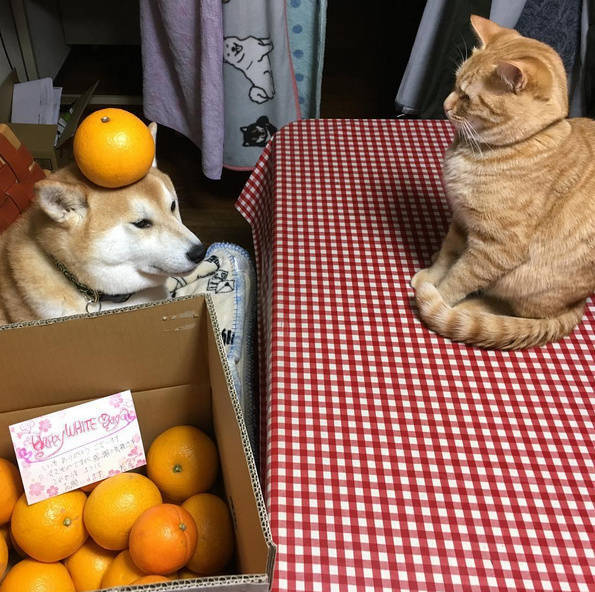 橘猫柴犬cp