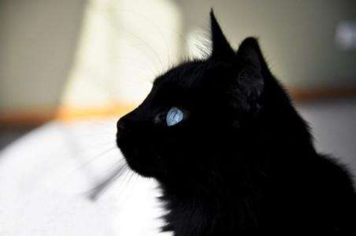 这只黑猫是什么品种？ - 知乎