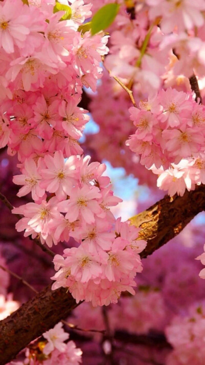樱花