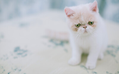 可爱萌宠,壁纸,图片,狗狗猫猫