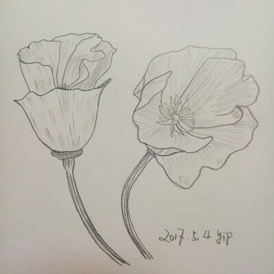4植物好难画