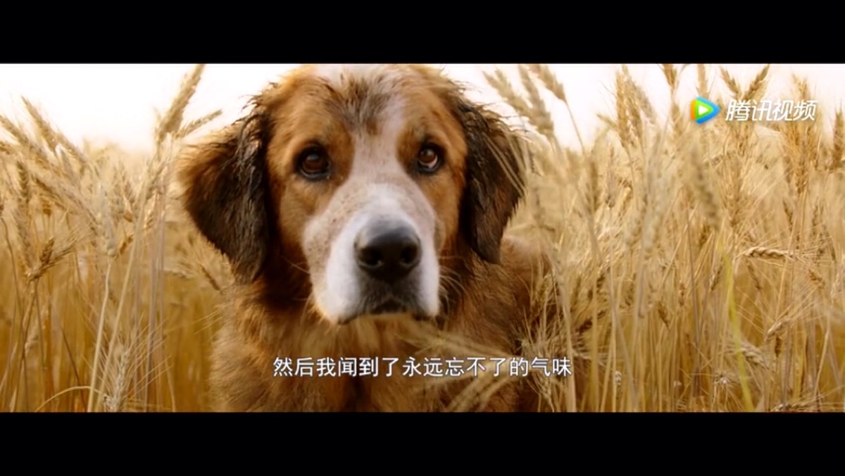 一条狗的使命. - 堆糖,美图壁纸兴趣社区