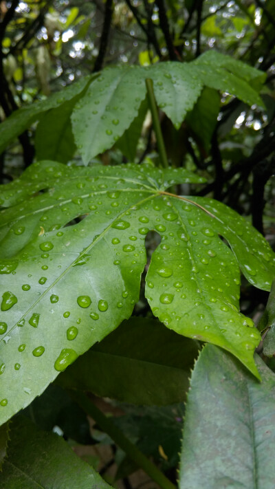 雨后摄影 - 堆糖,美图壁纸兴趣社区