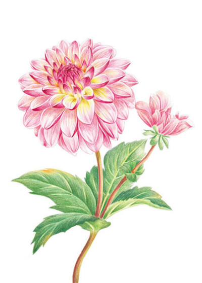 大丽花(天竺牡丹)