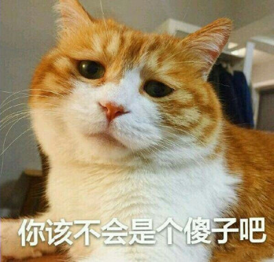 橘猫表情 你不会是个傻子吧