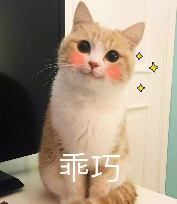 萌宠 小猫 表情包 嘤嘤嘤 乖巧如我