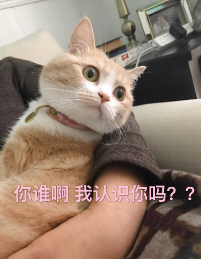 bobi表情包 猫