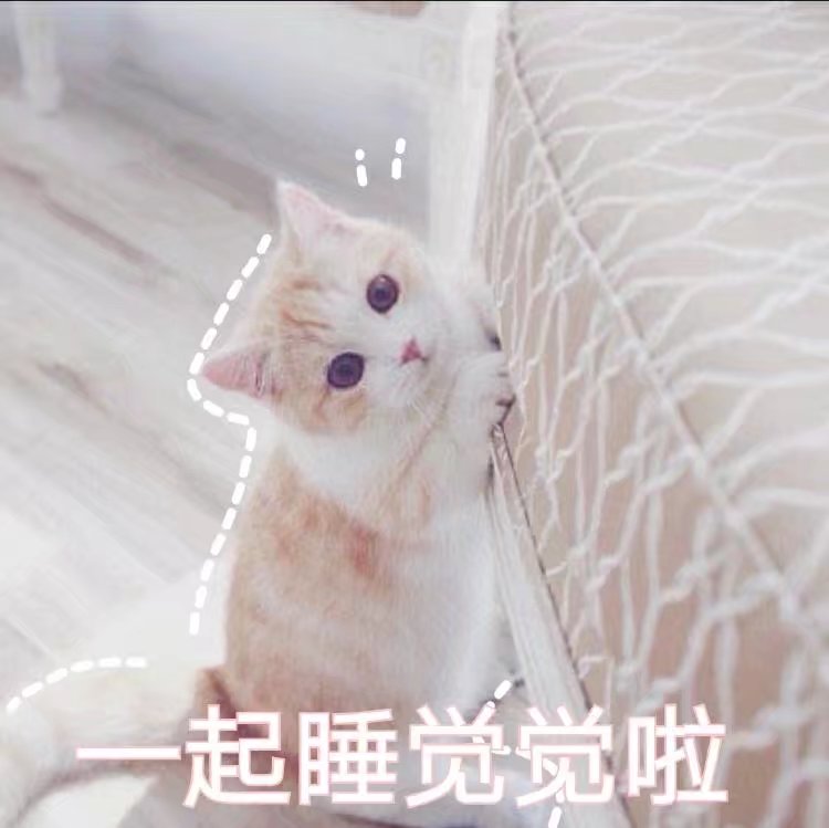 猫咪表情包