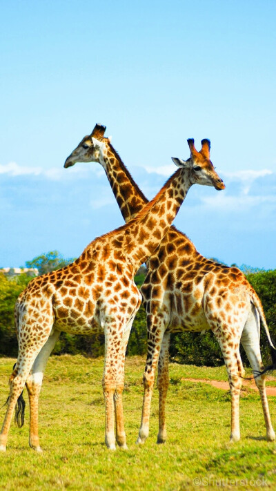 肯尼亚博物之旅你正吃着早餐,长颈鹿忽然从窗口伸入脖子,也想品尝一口