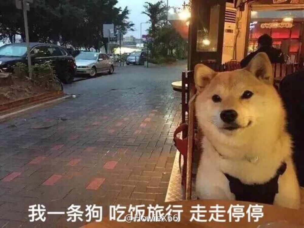 单身狗 - 堆糖,美图壁纸兴趣社区