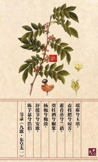 大蒜 科别:百合科 原文:揽木根以结芷兮,贯薜荔之落蕊 矫菌桂以纫蕙