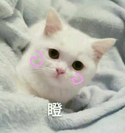 表情包#瞪